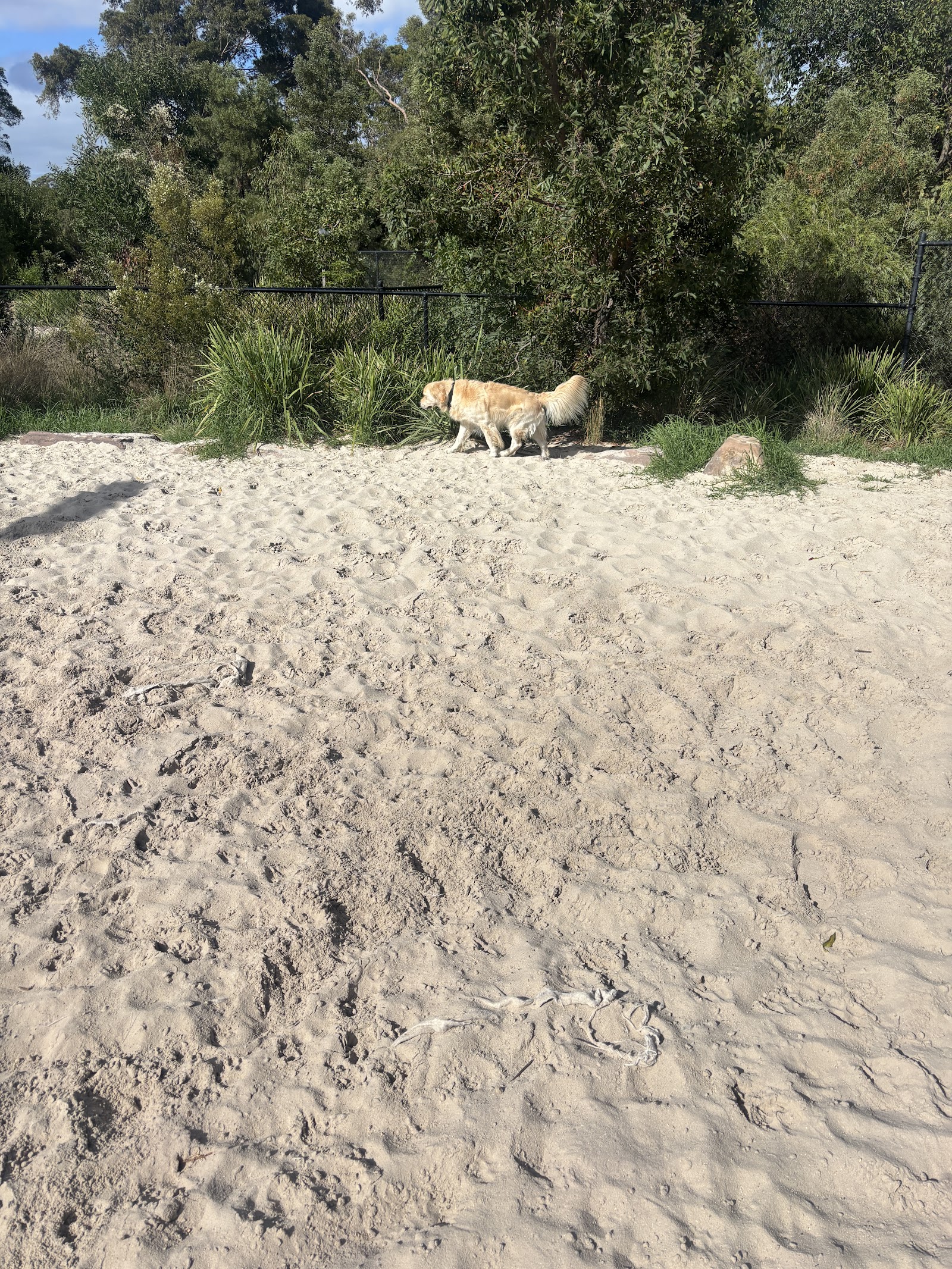 Como Park Dog Off Leash Area photo