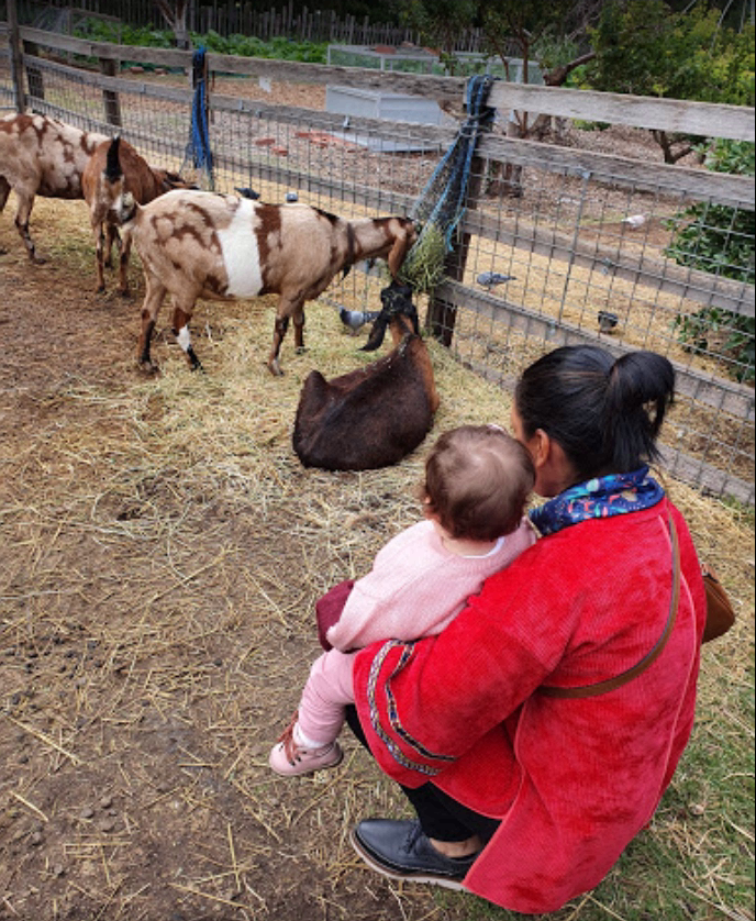 Collingwood Children's Farm photo