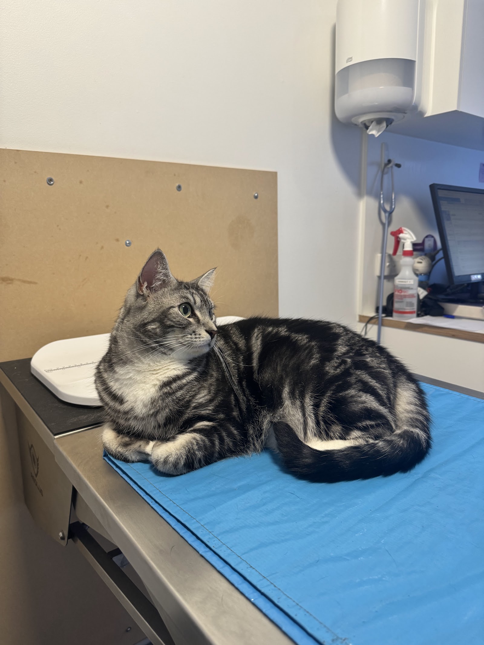 Evervet South Yarra - South Yarra Veterinary Clinic photo