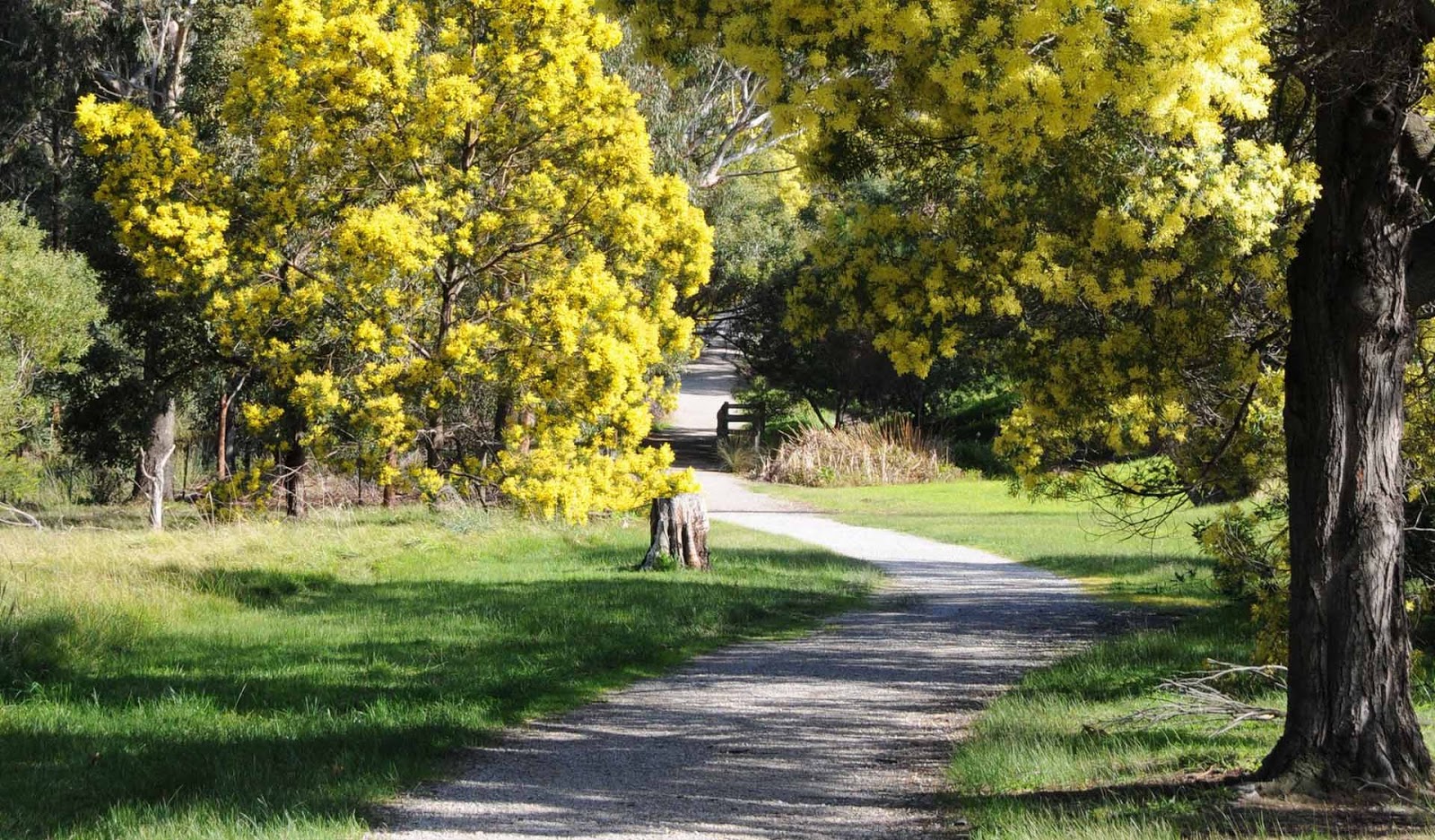 Wattle Park photo