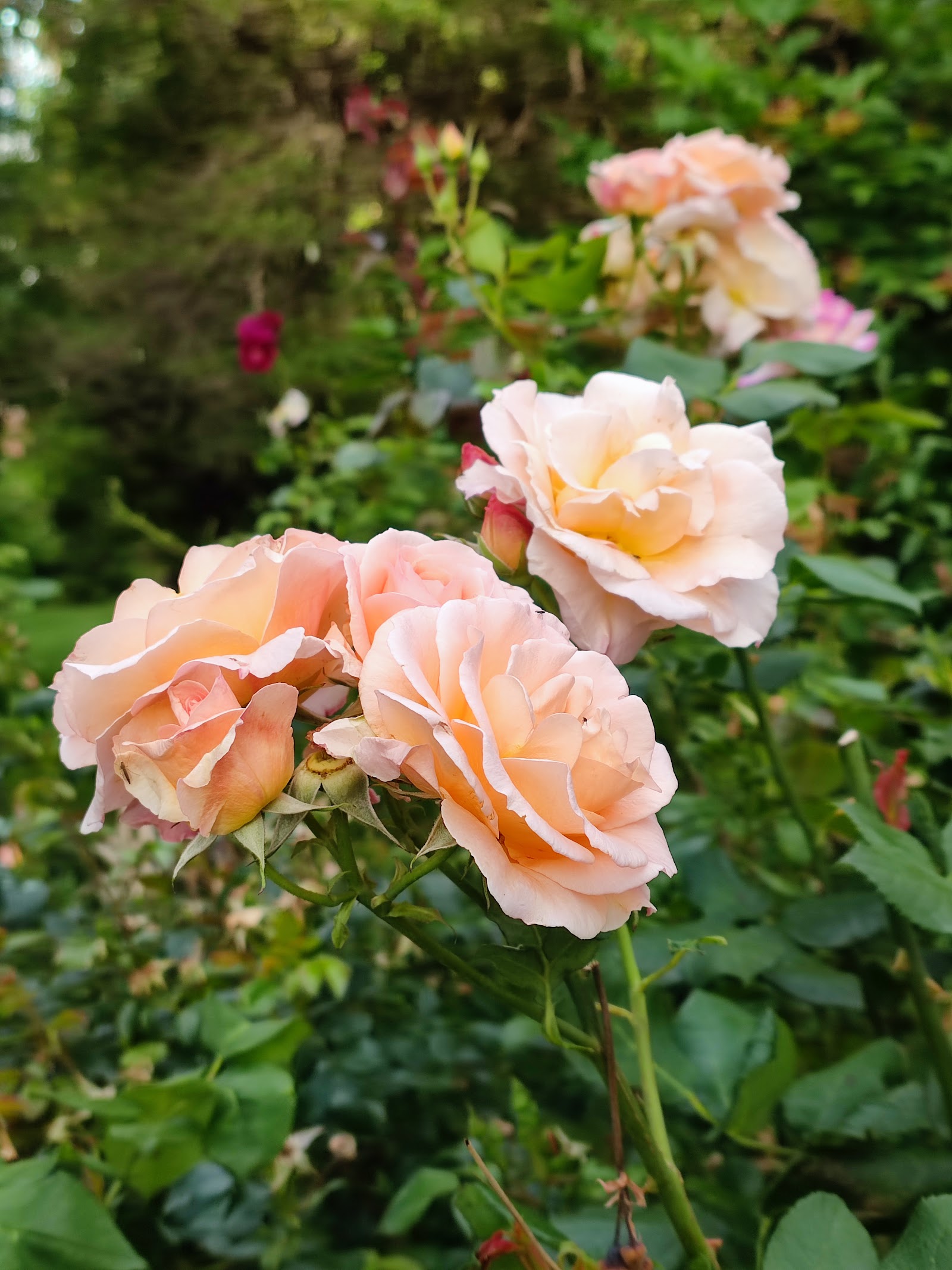 Rockley Gardens photo