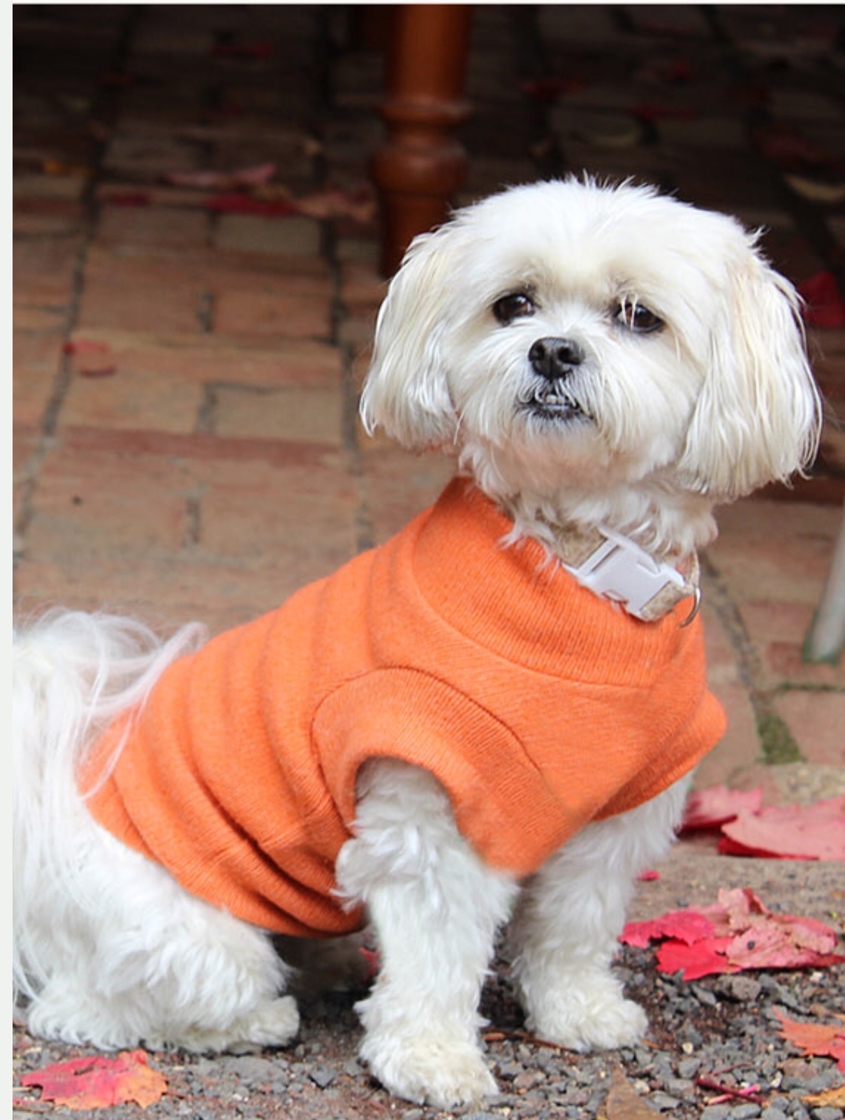 Melbourne Animal Cancer Care photo