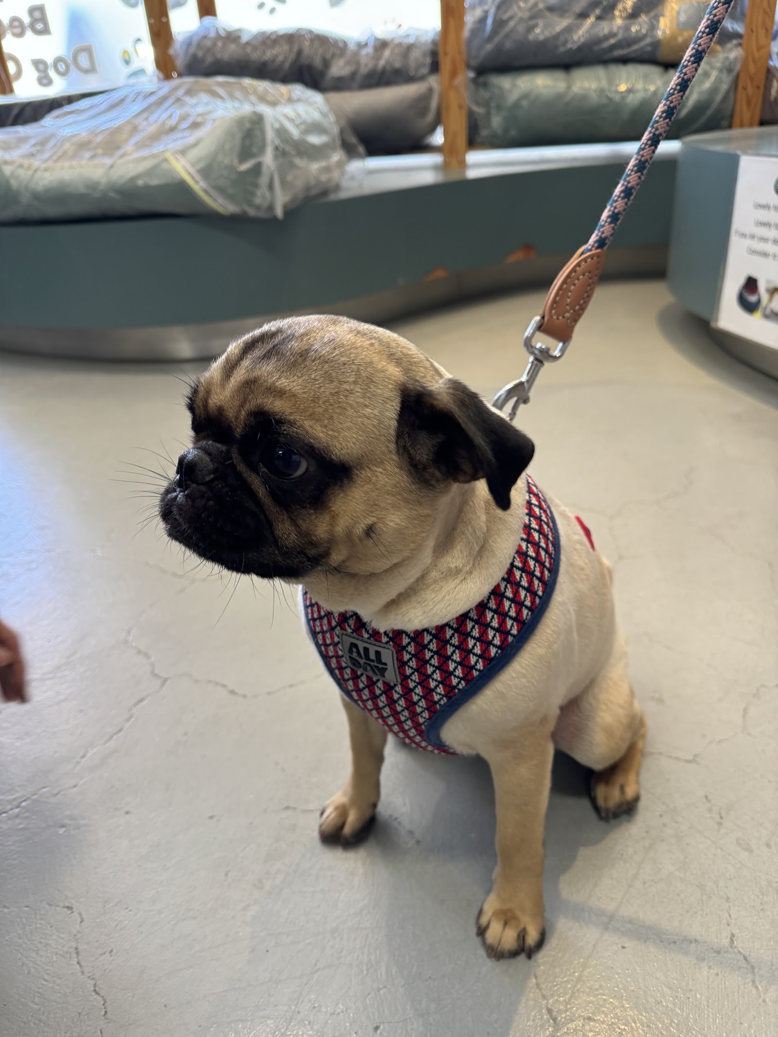 Dog Depot photo