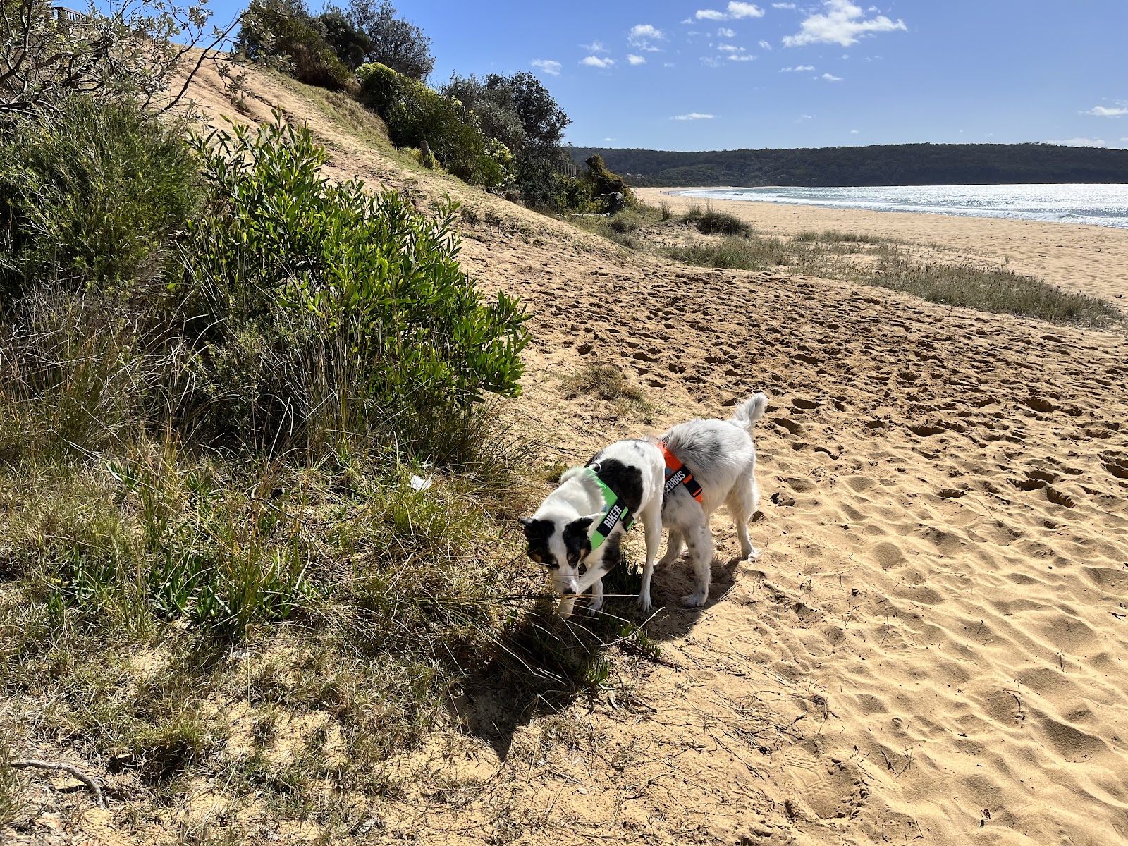 Dr Sue Home Euthanasia Vet photo