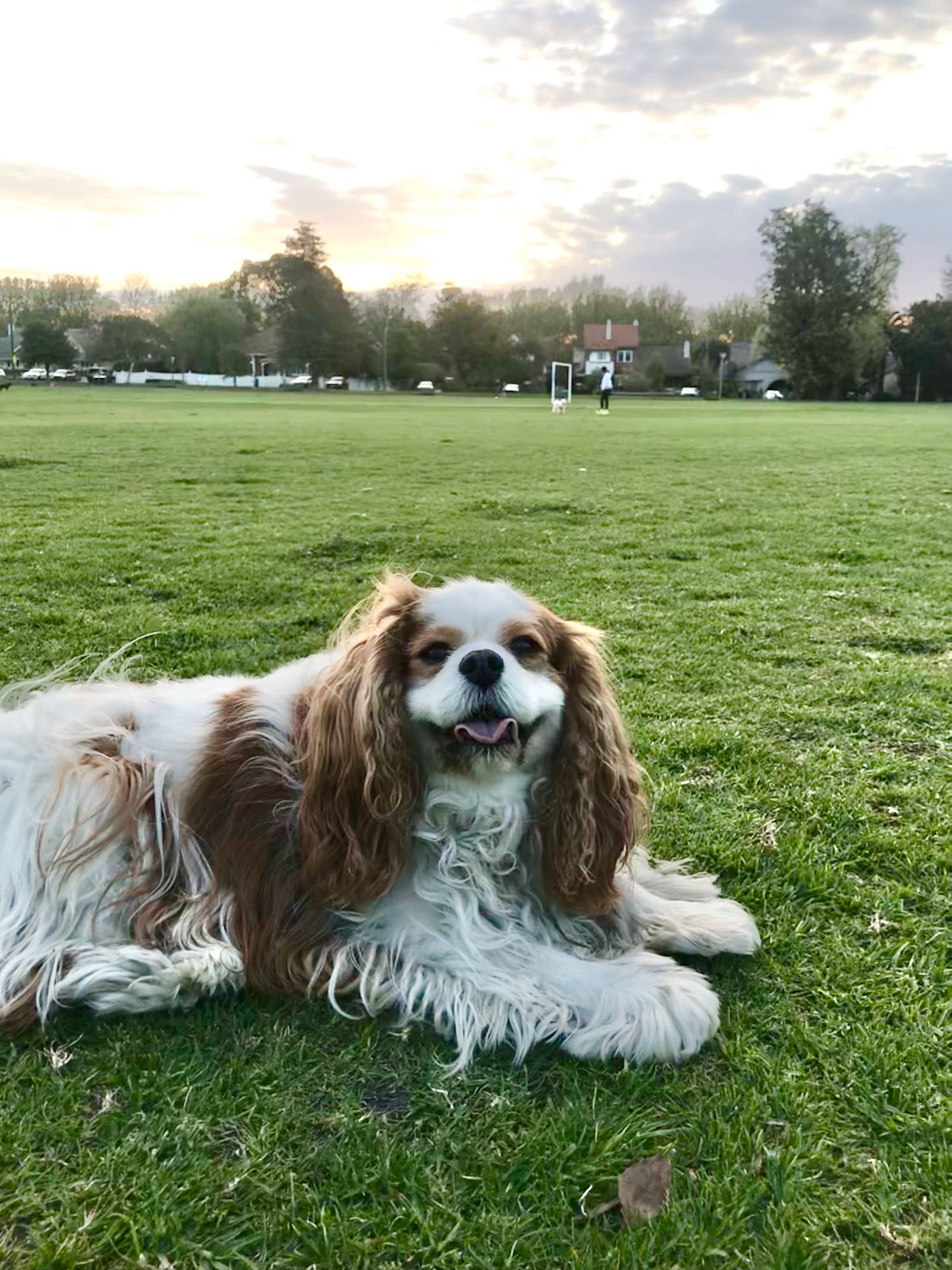 Central Park Dog Off Leash Area photo