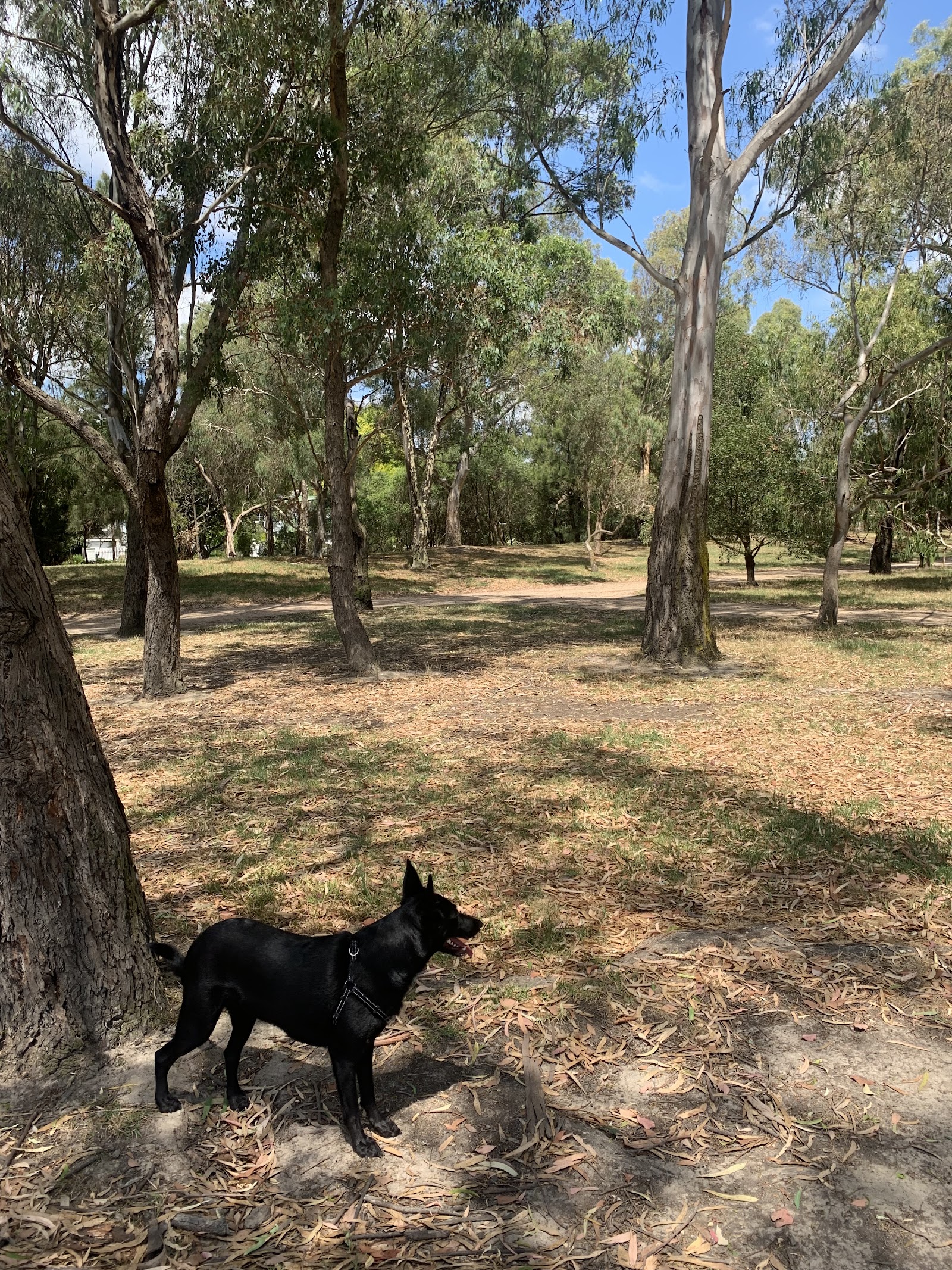 Hays Paddock Dog Off Leash Area photo
