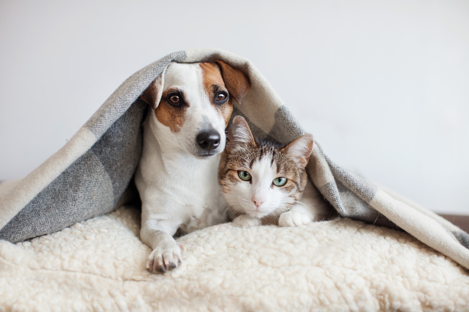Boroondara Vet Hospital photo