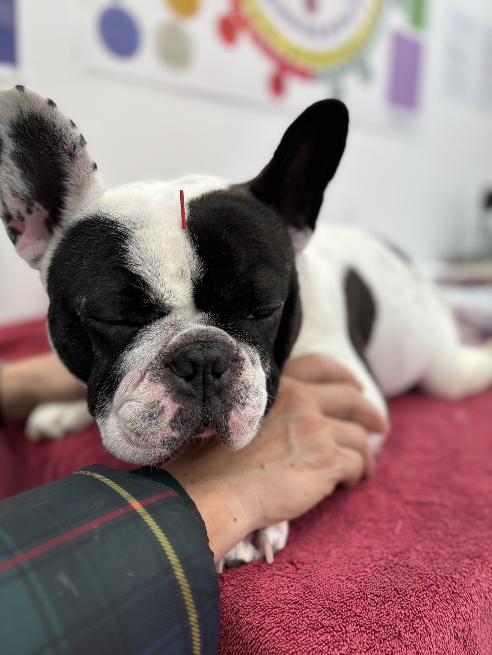 Dr Crystal's Healing Vet Clinic photo