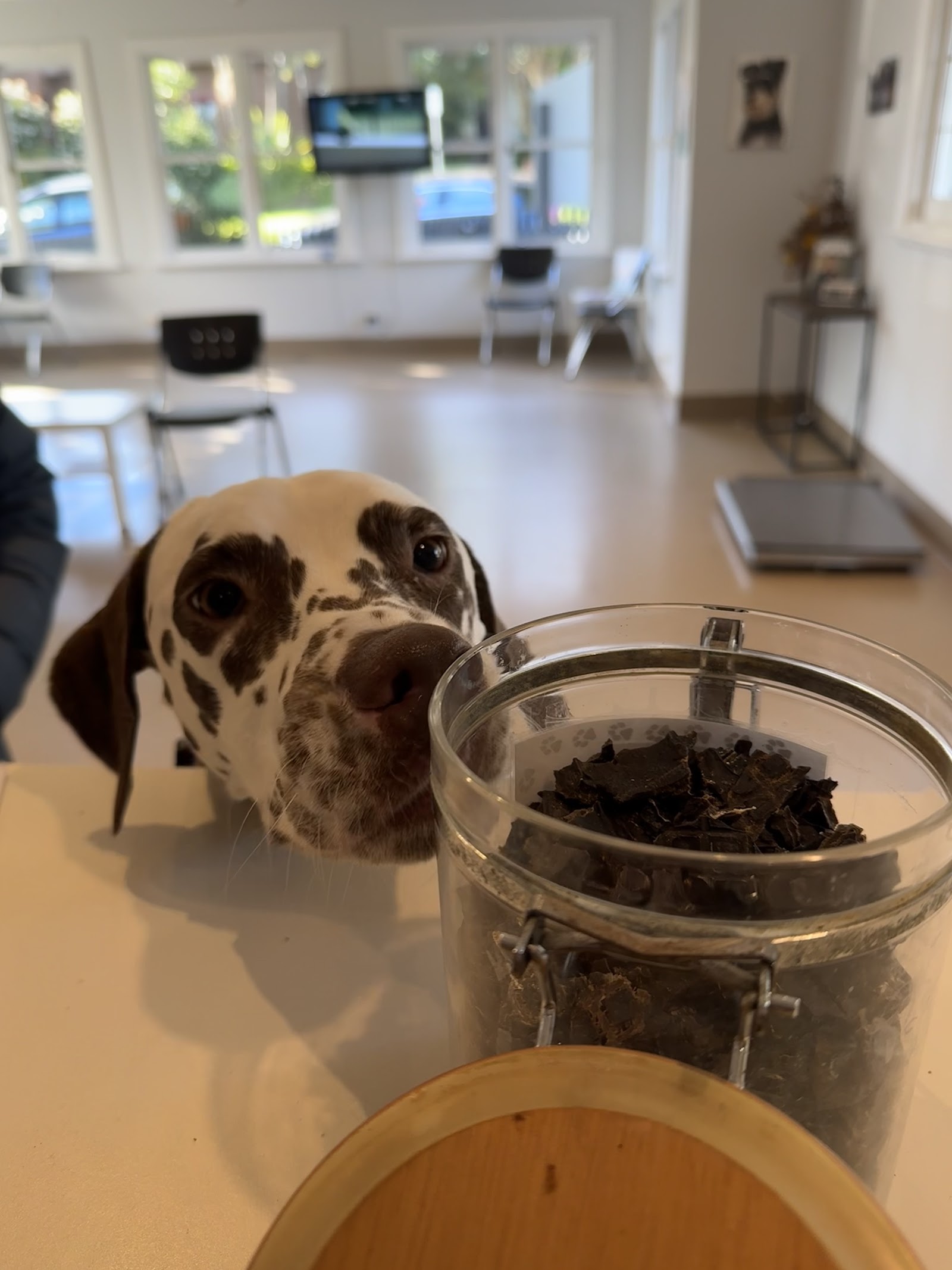 Balwyn Veterinary Surgery photo