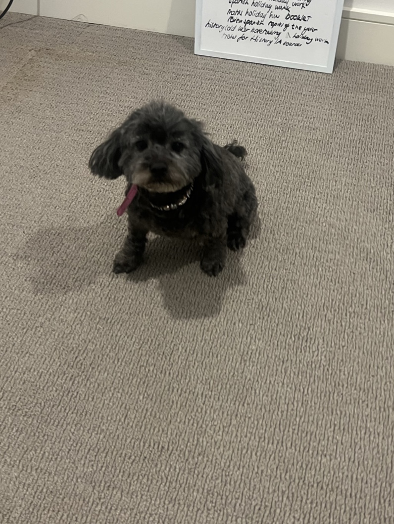 Hundgie Pet Spa photo