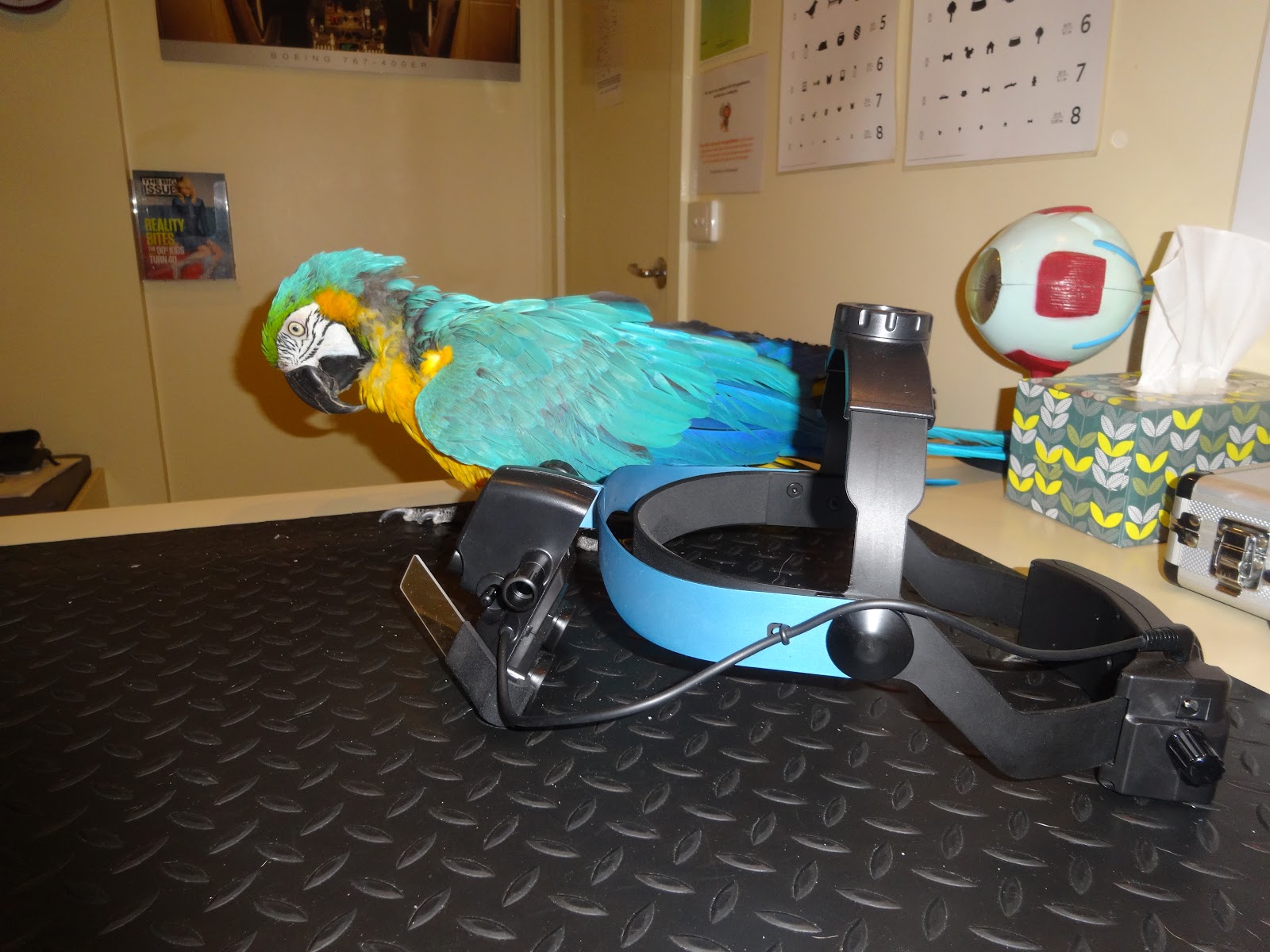 Animal Eye Care photo